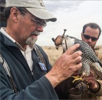 Turbine bird strike research