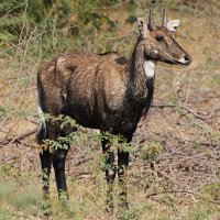 Solar acoustic animal dispersal